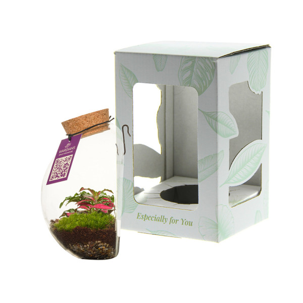 Wardians® Ecosystem - Wall hanger small